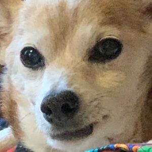 Meet your Posher, Nina